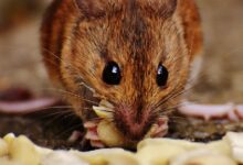 تفسير رؤية الفئران في المنام 26 الفئران في المنام