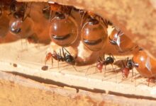 تفسير النمل في المنام للعزباء واالمتزوجة والرجل 20 تفسير النمل في المنام