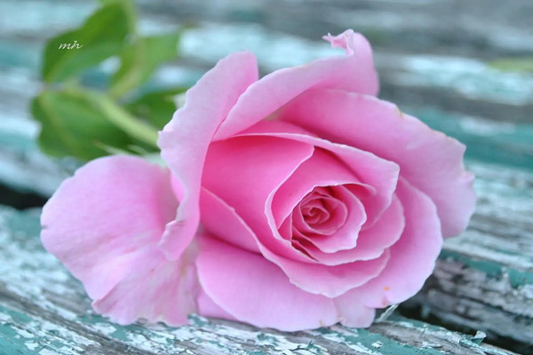 صور ورد وخلفيات ورد طبيعي wallpapers-hd 23 زهرة