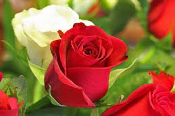 صور ورد وخلفيات ورد طبيعي wallpapers-hd 8 زهور 1