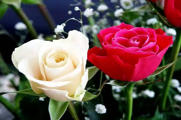 صور ورد وخلفيات ورد طبيعي wallpapers-hd 21 زهور 3