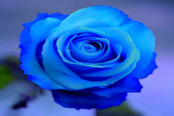 صور ورد وخلفيات ورد طبيعي wallpapers-hd 5 زهور
