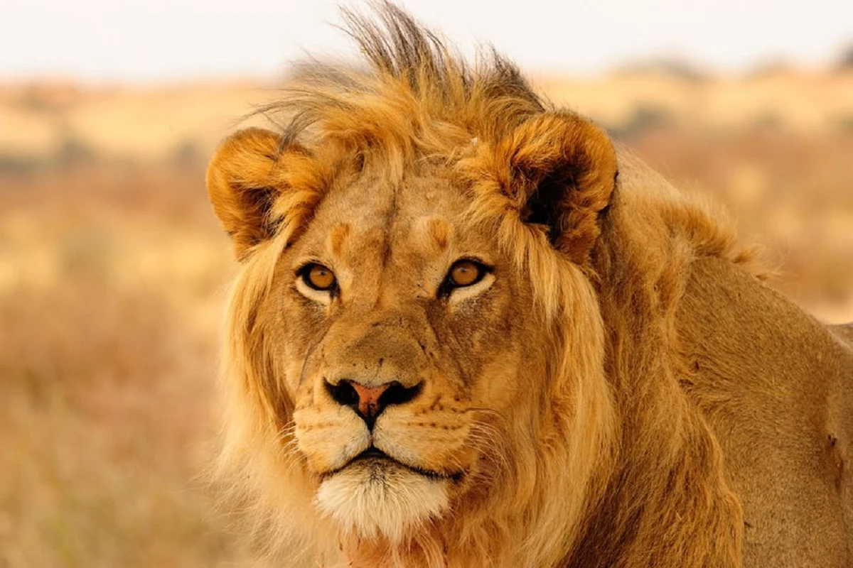 صور اسد Lion وأجمل خلفيات اسود عالية الجودة خلفيات HD