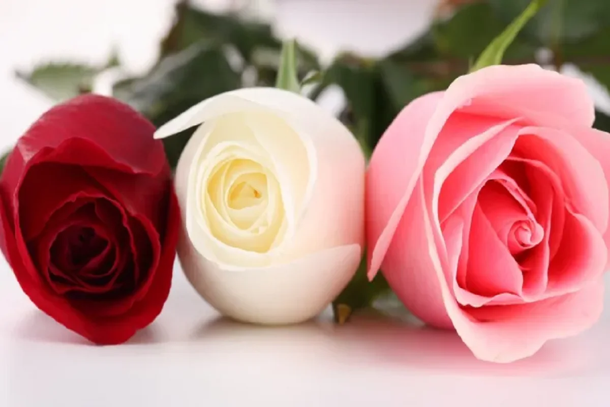 صور ورد وخلفيات ورد طبيعي wallpapers-hd 1 صور ورد وخلفيات ورد طبيعي وأجمل باقة زهور ورد