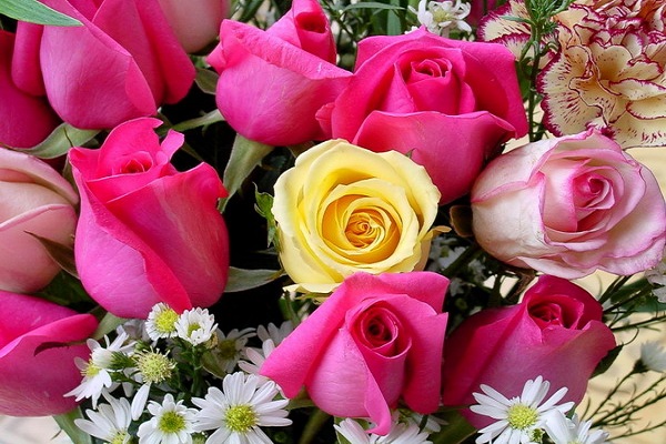 صور ورد وخلفيات ورد طبيعي wallpapers-hd 3 صور ورود وخلفيات