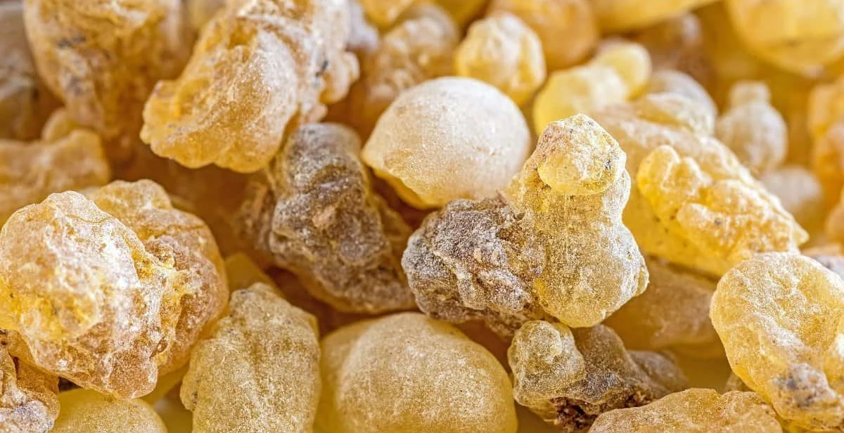 أهم فوائد لبان الذكر للجسم 1 فوائد لبان الذكر