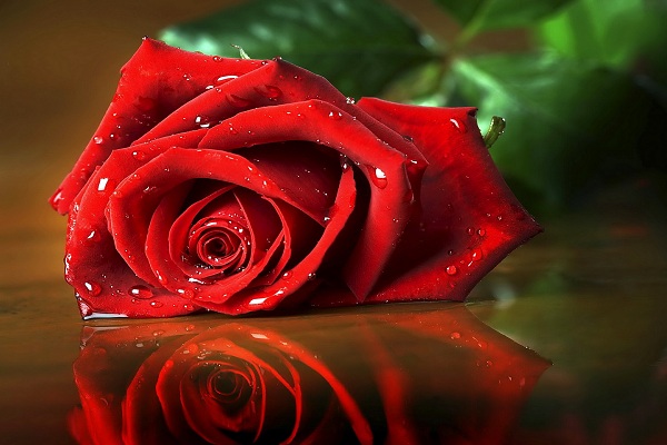 صور ورد وخلفيات ورد طبيعي wallpapers-hd 6 ورود 1