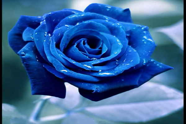 صور ورد وخلفيات ورد طبيعي wallpapers-hd 13 ورود 2