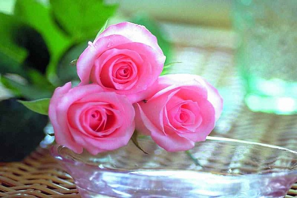 صور ورد وخلفيات ورد طبيعي wallpapers-hd 18 ورود 3