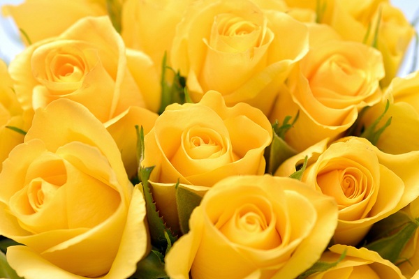 صور ورد وخلفيات ورد طبيعي wallpapers-hd 4 ورود