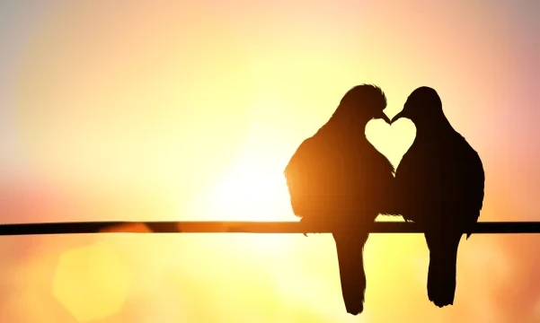 اجمل شعر عن الحب الطاهر 3 شعر عن الحب