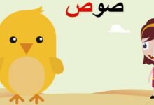 أسماء حيوانات تبدأ بحرف الصاد 21 أسماء حيوانات تبدأ بحرف الصاد