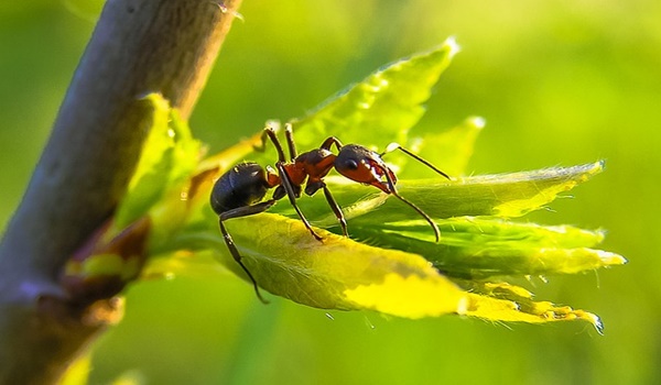 أنواع النمل