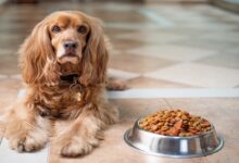 أنواع طعام الكلاب من مطبخك