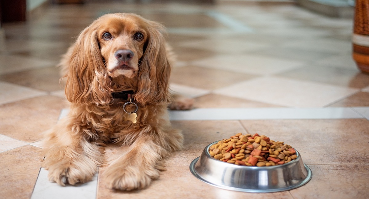 أنواع طعام الكلاب من مطبخك