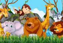 أسماء حيوانات تبدأ بحرف الميم 26 حرف الميم