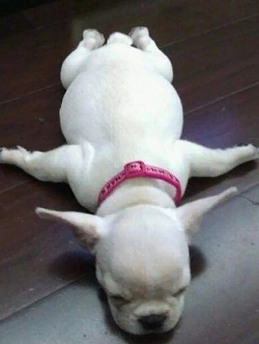 صور كلاب جميلة ومميزة لأنواع مختلفة 12 كلاب مضحكة