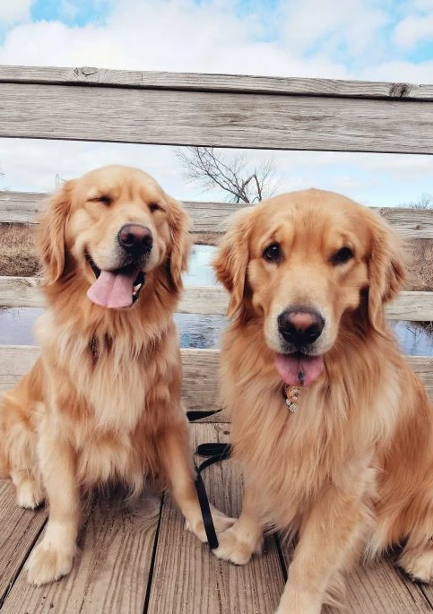 صور كلاب جميلة ومميزة لأنواع مختلفة 13 كلاب مضحكة