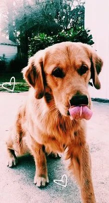 صور كلاب جميلة ومميزة لأنواع مختلفة 14 كلاب مضحكة