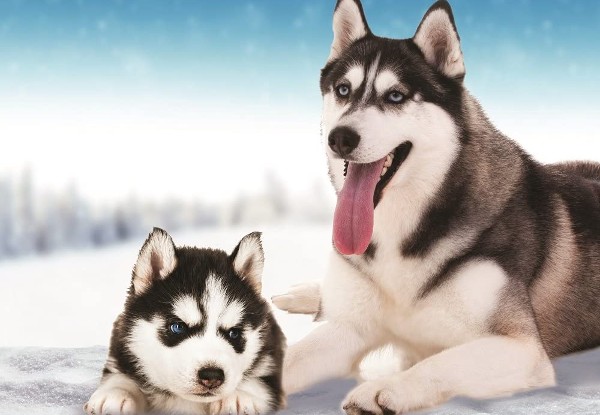 صور كلاب جميلة ومميزة لأنواع مختلفة 15 كلاب هاسكي