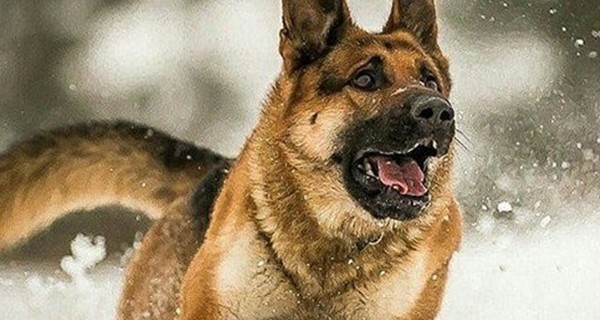 صور كلاب جميلة ومميزة لأنواع مختلفة 3 صُور كلاب جميلة