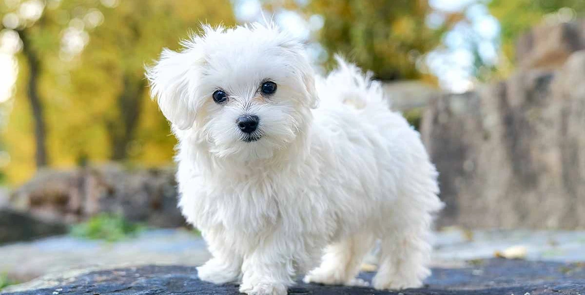 صور كلاب جميلة ومميزة لأنواع مختلفة 1 صور كلاب