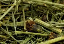 تجربتي مع عشبة المدينة للحمل 27 تجربتي مع عشبة المدينة للحمل