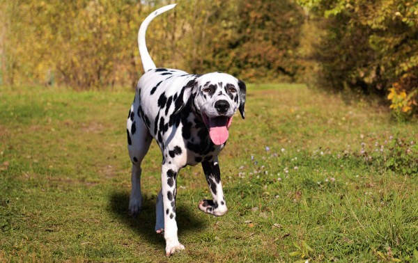 صور كلاب جميلة ومميزة لأنواع مختلفة 6 صُور كلاب جميلة