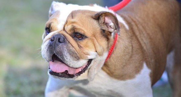 صور كلاب جميلة ومميزة لأنواع مختلفة 5 صُور كلاب جميلة