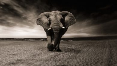 معلومات عن الفيل