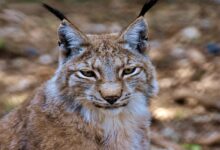 اغرب معلومات عن الوشق حفيد النمور بالصور 35 معلومات عن الوشق