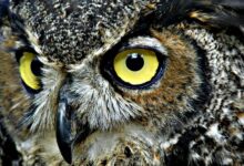 تفسير رؤية البومة في المنام 29 تفسير رؤية البومة في المنام