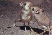 أسماء حيوانات بحرف الياء 23 أسماء حيوانات بحرف الياء