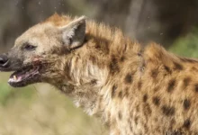 تفسير حلم الضبع في المنام 21 الضبع في المنام