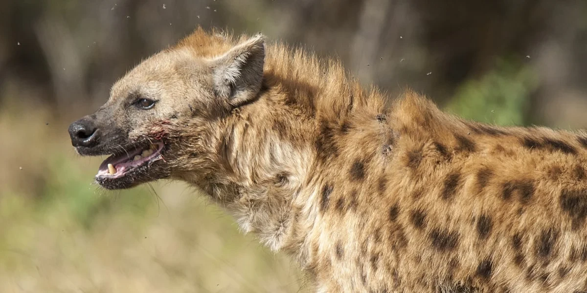 تفسير حلم الضبع في المنام 1 الضبع في المنام