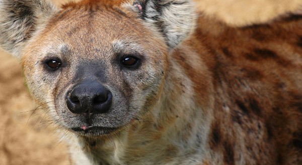 تفسير حلم الضبع في المنام 2 الضبع في المنام