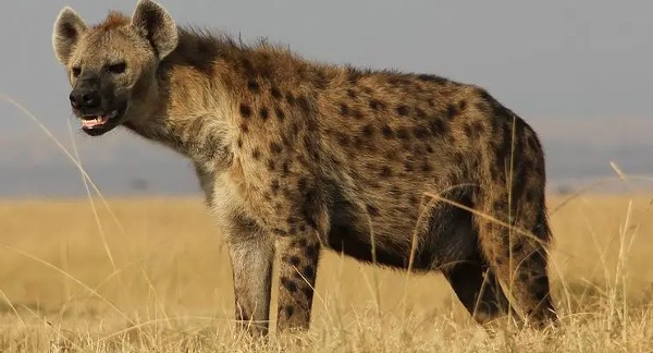 تفسير حلم الضبع في المنام 4 الضبع في المنام