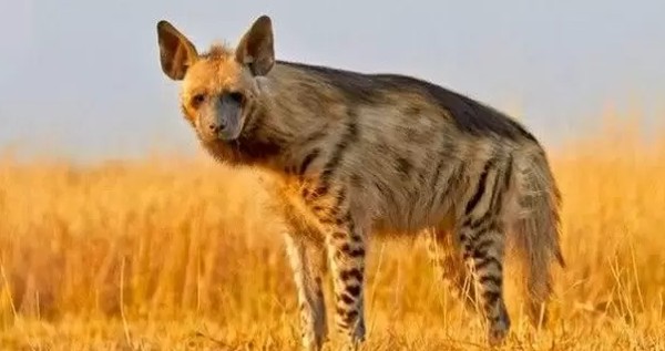 تفسير حلم الضبع في المنام 3 الضبع في المنام