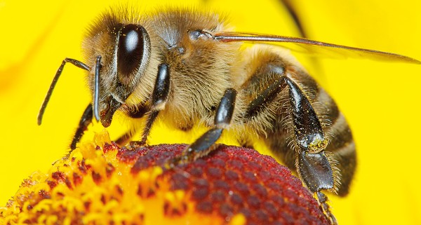 تفسير النحل في المنام