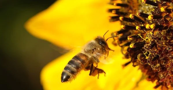 تفسير النحل في المنام