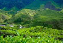 السياحة في كاميرون هايلاند واجمل المعالم بها 27 السياحة في كاميرون هايلاند