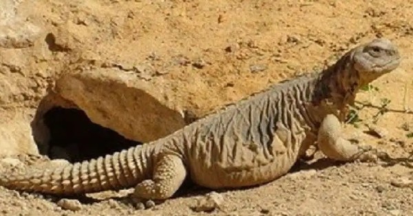 تفسير حلم الضب في المنام 3 تفسير رؤية الضب في المنام