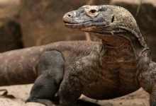 تفسير حلم الضب في المنام 27 تفسير رؤية الضب بالمنام