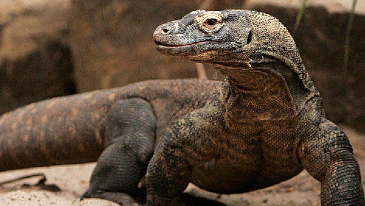 تفسير حلم الضب في المنام 1 تفسير رؤية الضب بالمنام