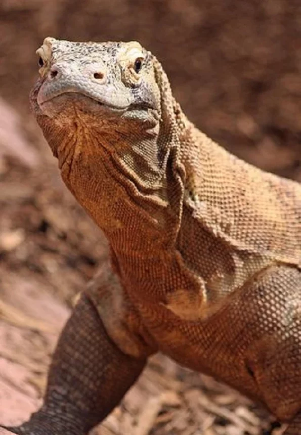 تفسير حلم الضب في المنام 4 تفسير رؤية الضب في المنام