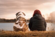 تفسير رؤية الكلاب في المنام للمتزوجة لأهم المفسرين 27 الكلاب في المنام للمتزوجة