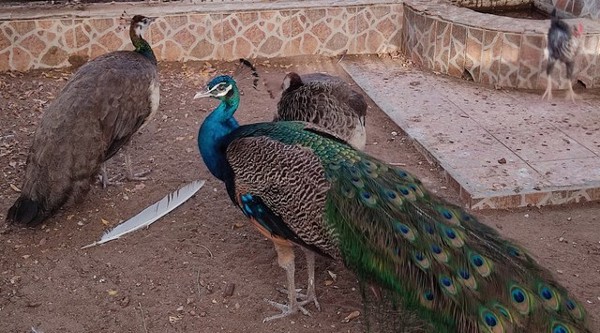 السياحة في البركاء واجمل المعالم بها 7 حديقة أنامان زون