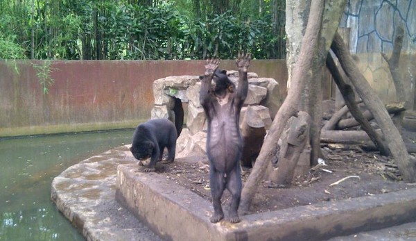 حديقة الحيوانات في باندونق