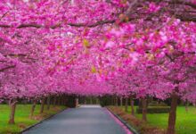 اجمل صور خلفيات مناظر طبيعية ورود 48 خلفيات مناظر طبيعية ورود