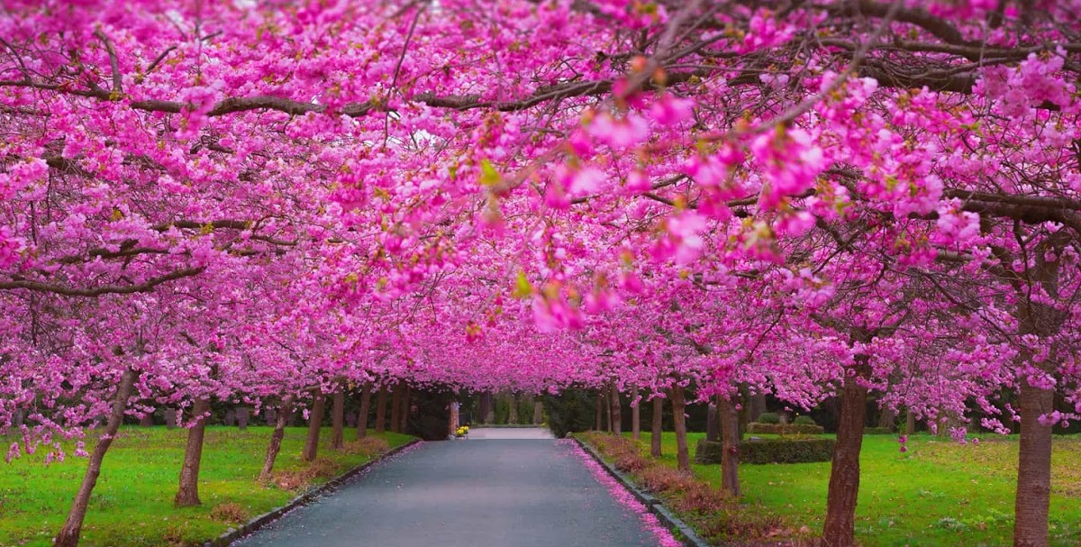 اجمل صور خلفيات مناظر طبيعية ورود 1 خلفيات مناظر طبيعية ورود